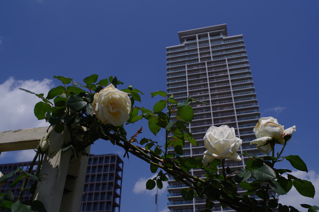 大阪の空と薔薇