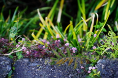 雑草ズ②