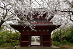 DSC_0747桜