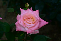 DSC_0225プリンセス