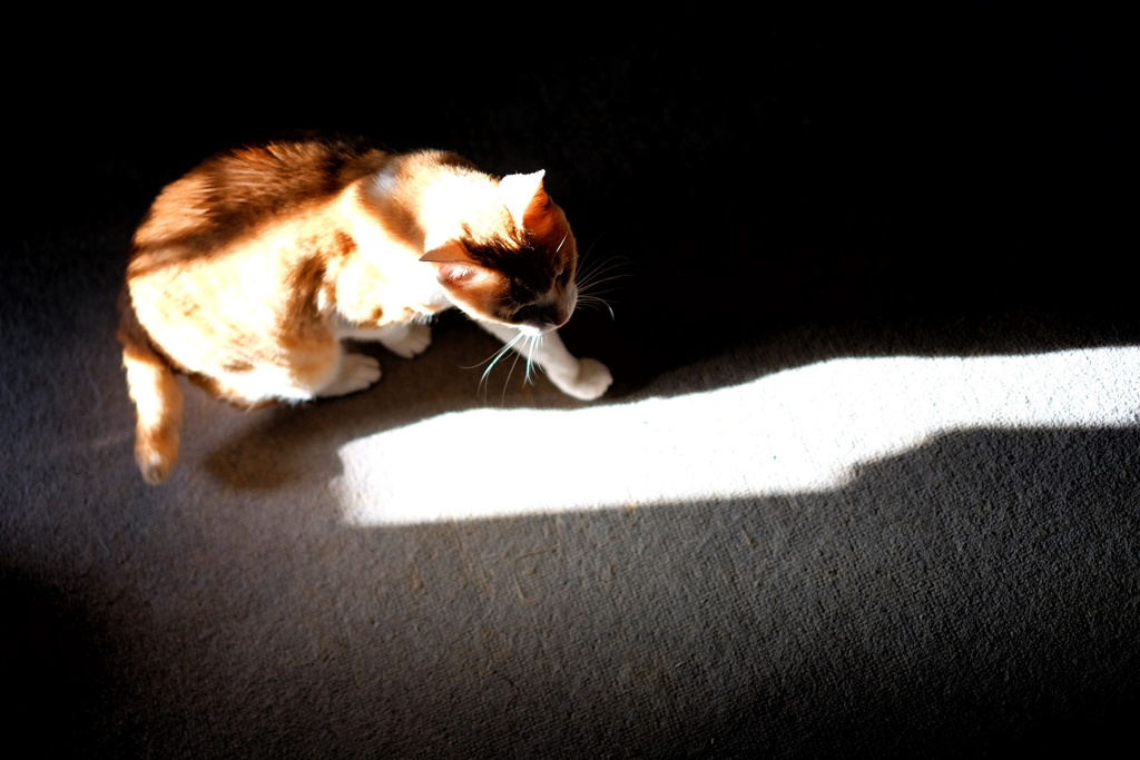My Cat