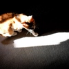 My Cat