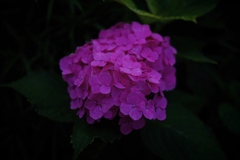 Hydrangea