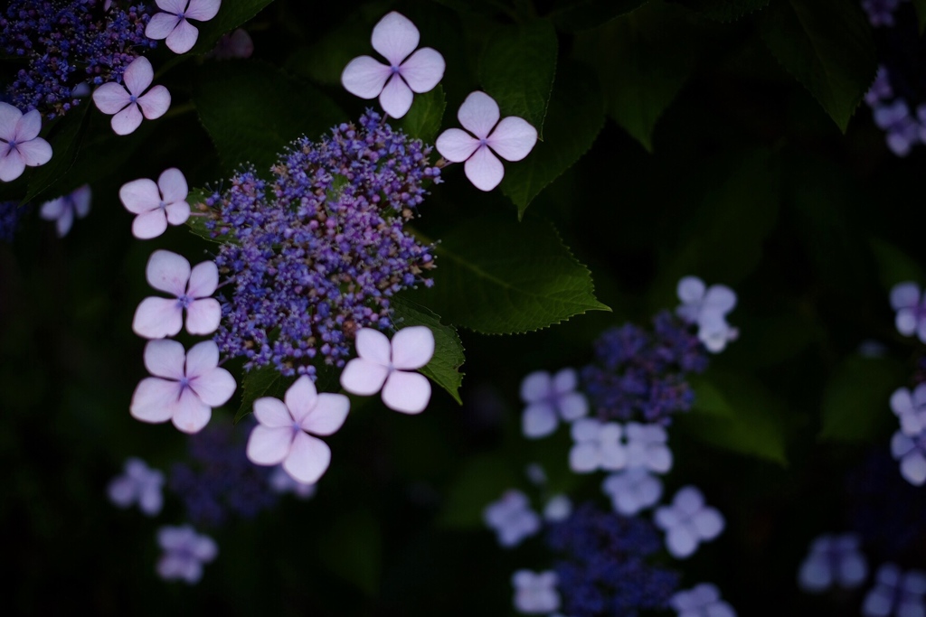 Hydrangea