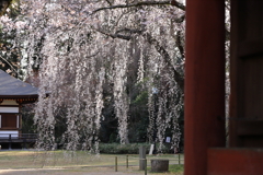 永福寺の枝垂れ桜