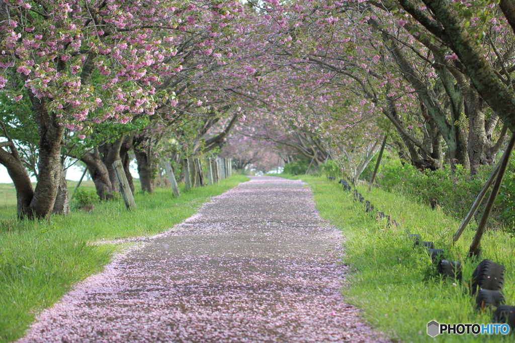 八重桜並木
