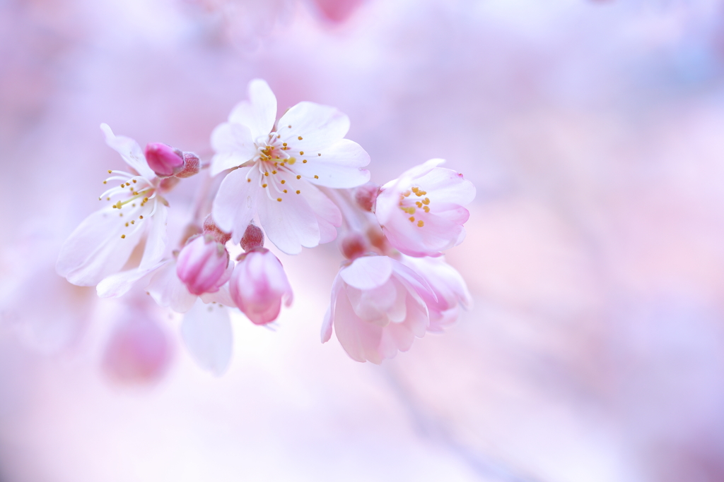 枝垂れ桜