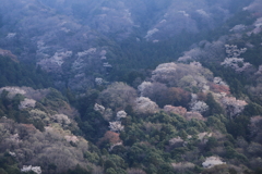 山桜