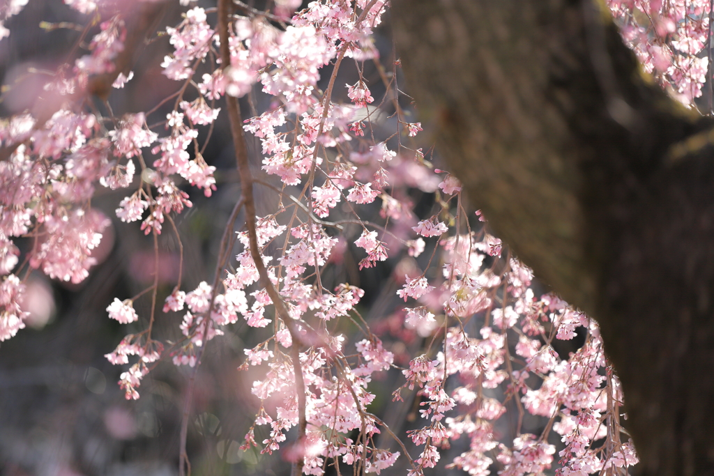 枝垂れ桜