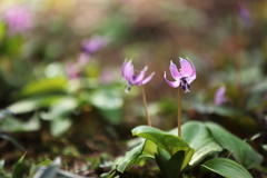 片栗の花