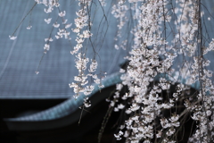 枝垂れ桜