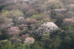 山桜の彩り