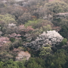 山桜の彩り