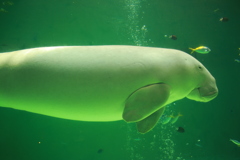 ジュゴンと魚