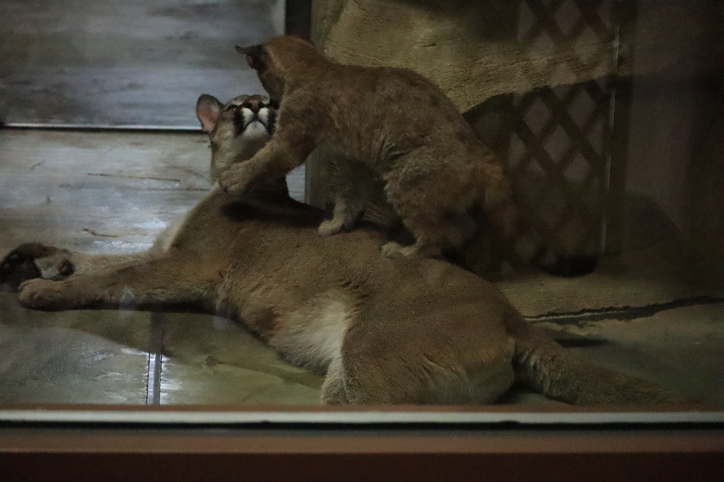 ママとじゃれる