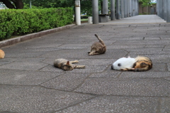 ごろごろ