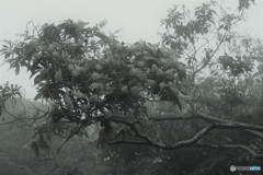 白い花と霧