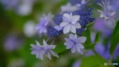 漸くの雨