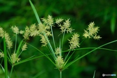雑草 ハマスゲ