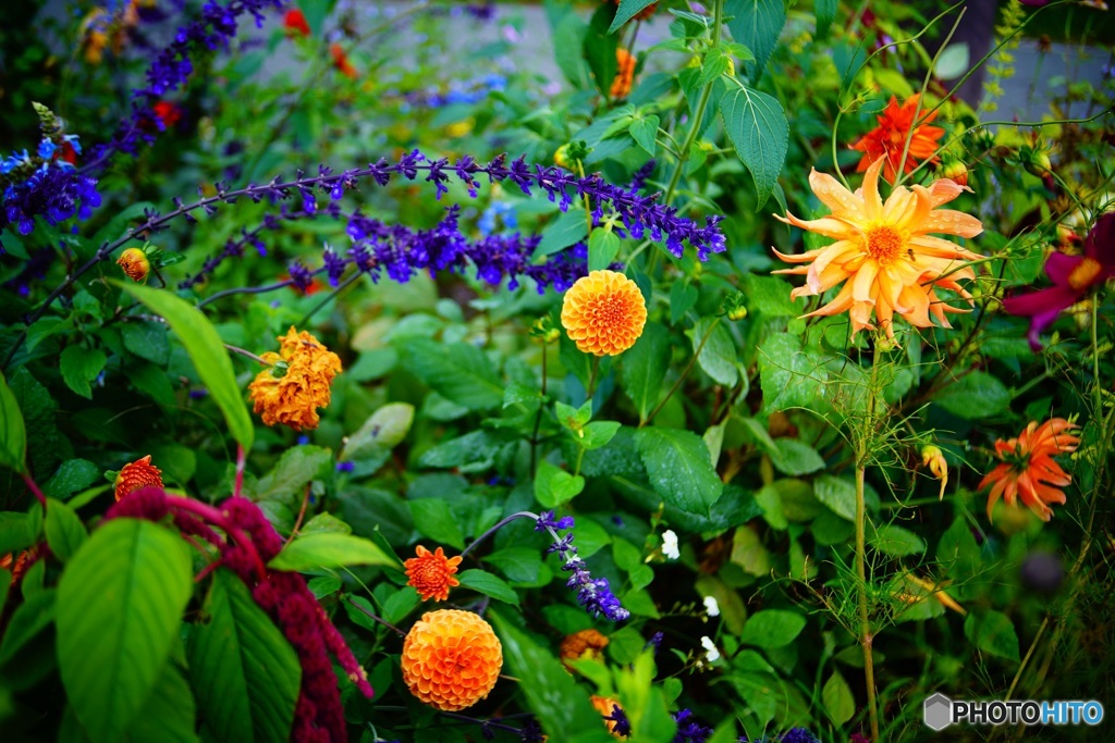 花 3　Lomography