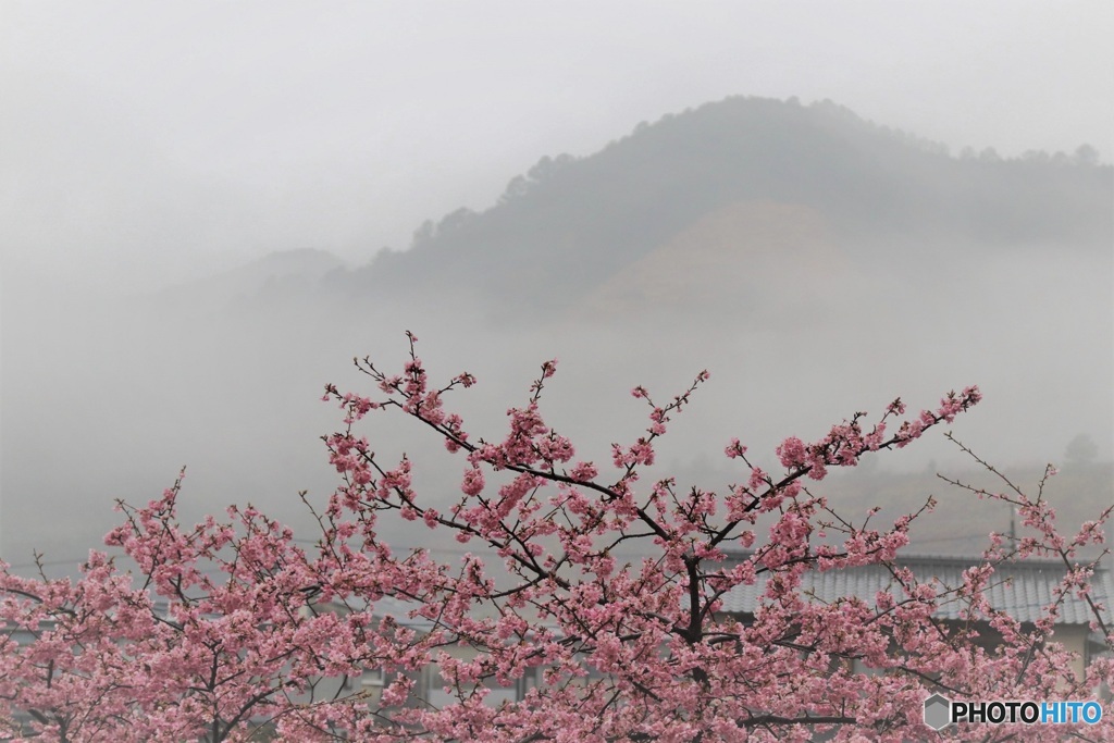 雨の美和桜　1