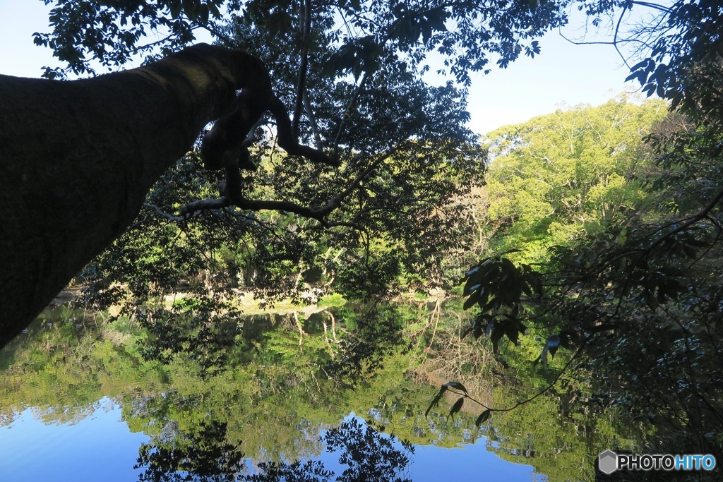 神社の池