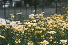 公園横の花畑