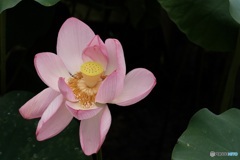 蓮の花　2