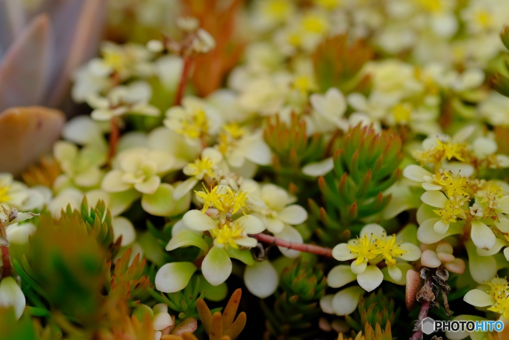 多肉植物の花