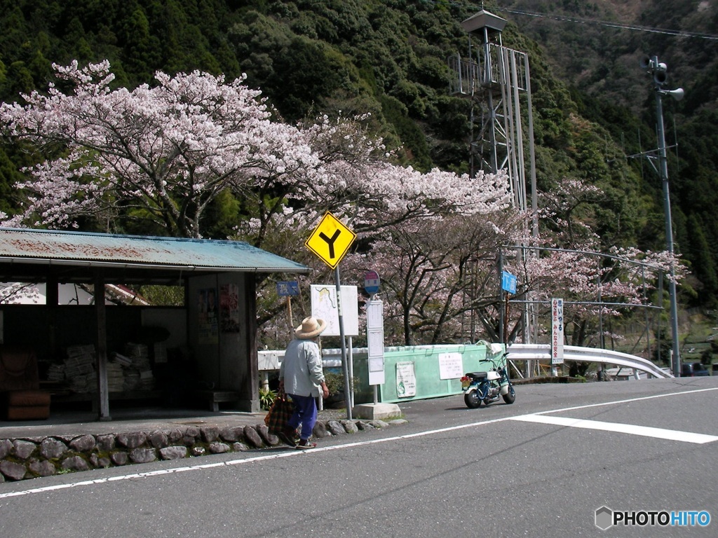 渡　桜