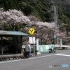 渡　桜