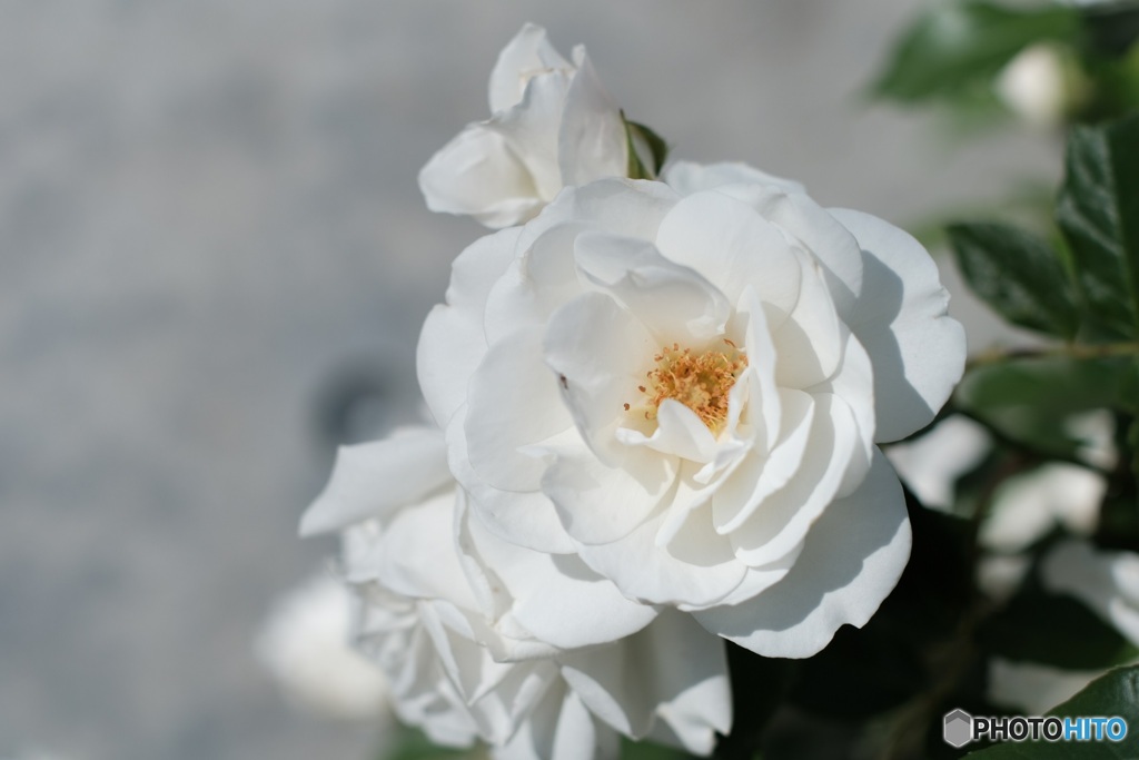 白薔薇