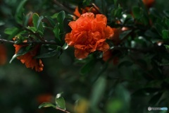 花ザクロ