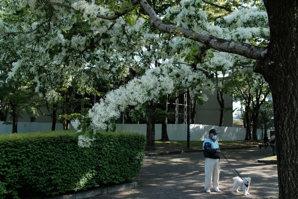 真っ白な花と犬