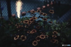 夕涼み　公園の花 2