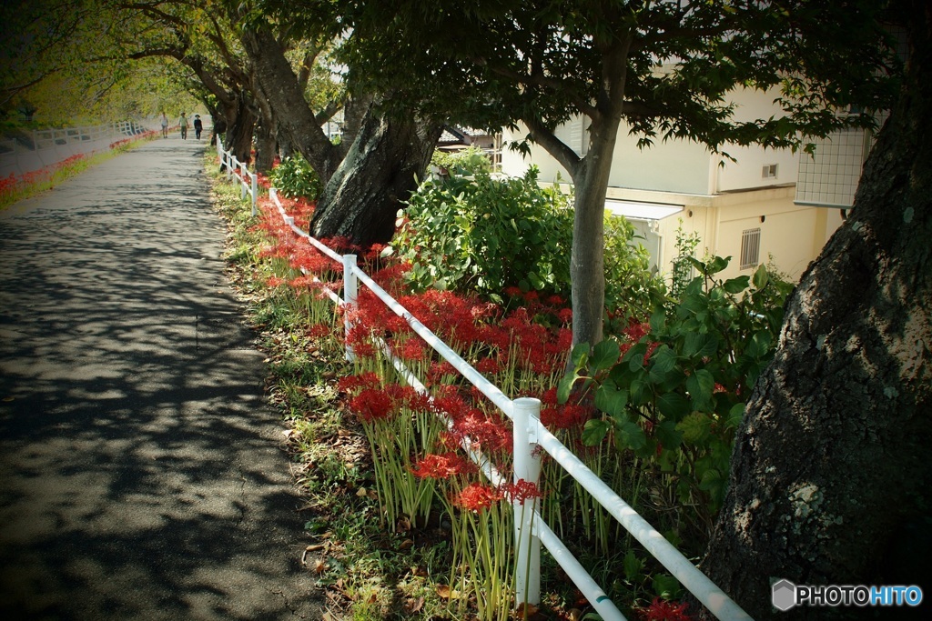 彼岸花　咲く道