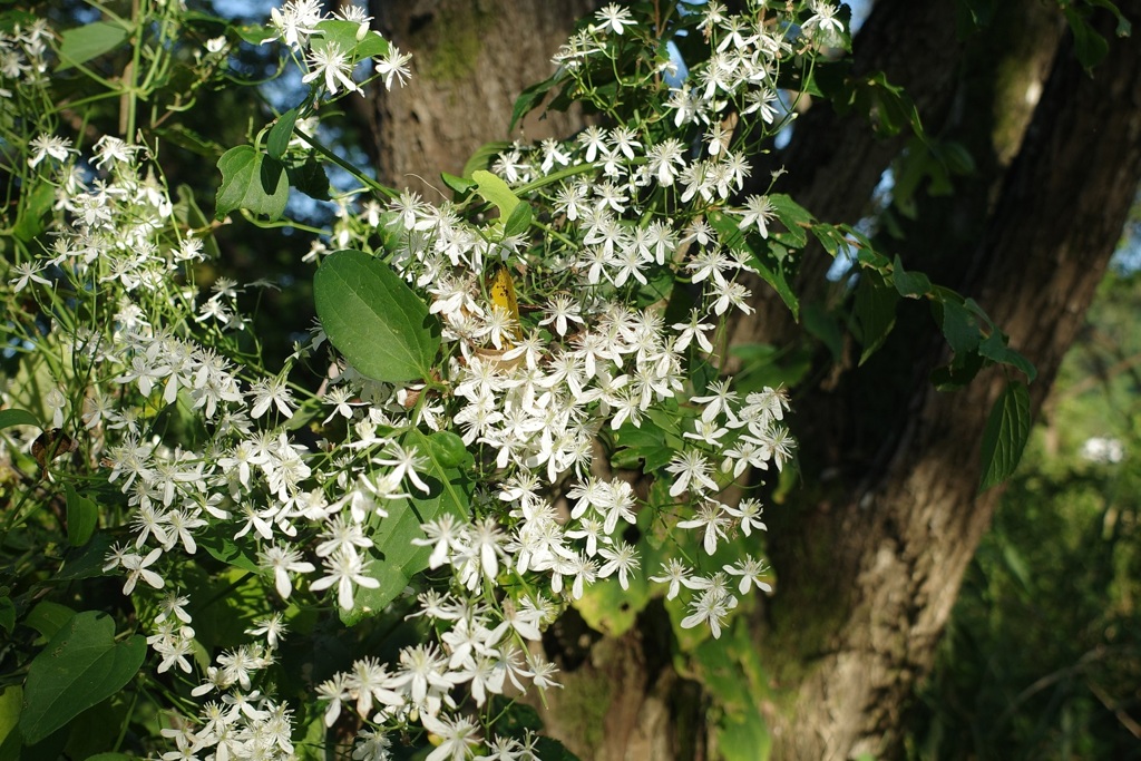 純白の花　センニンソウ