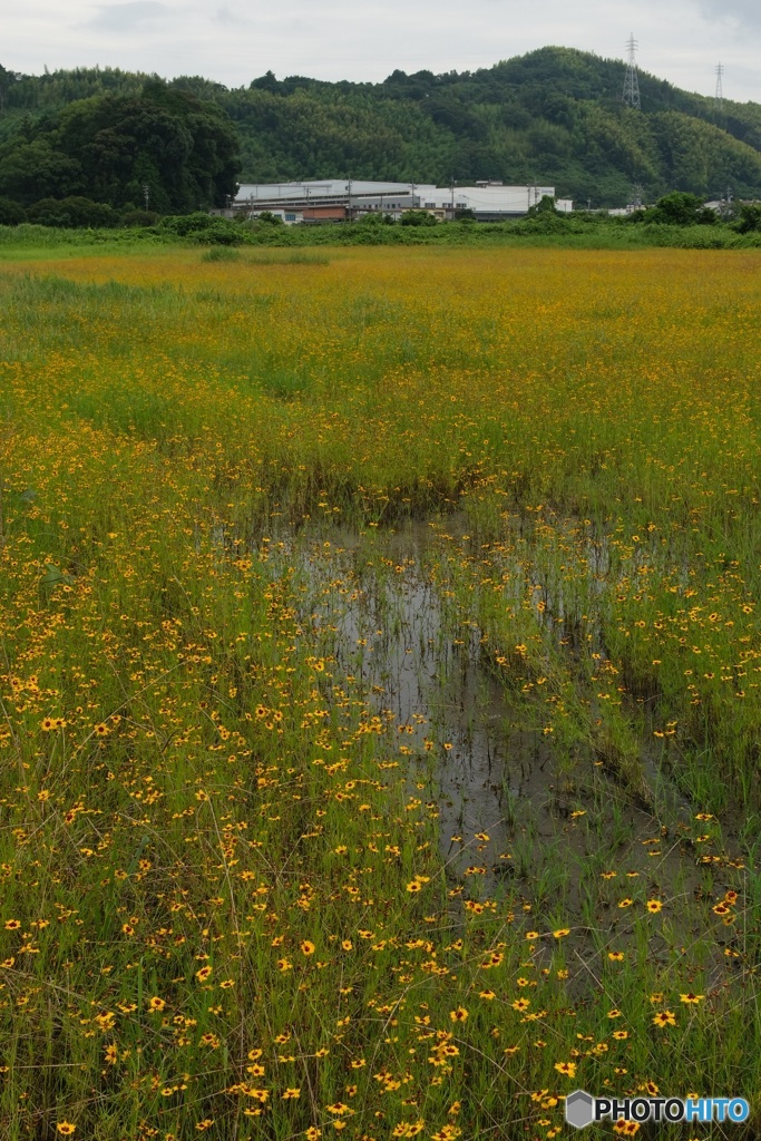 一面の花
