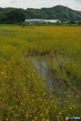 一面の花