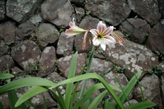 石垣の花　ヘメロカリス