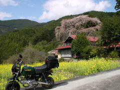 旅ゴリラ　山梨県の桜　2010