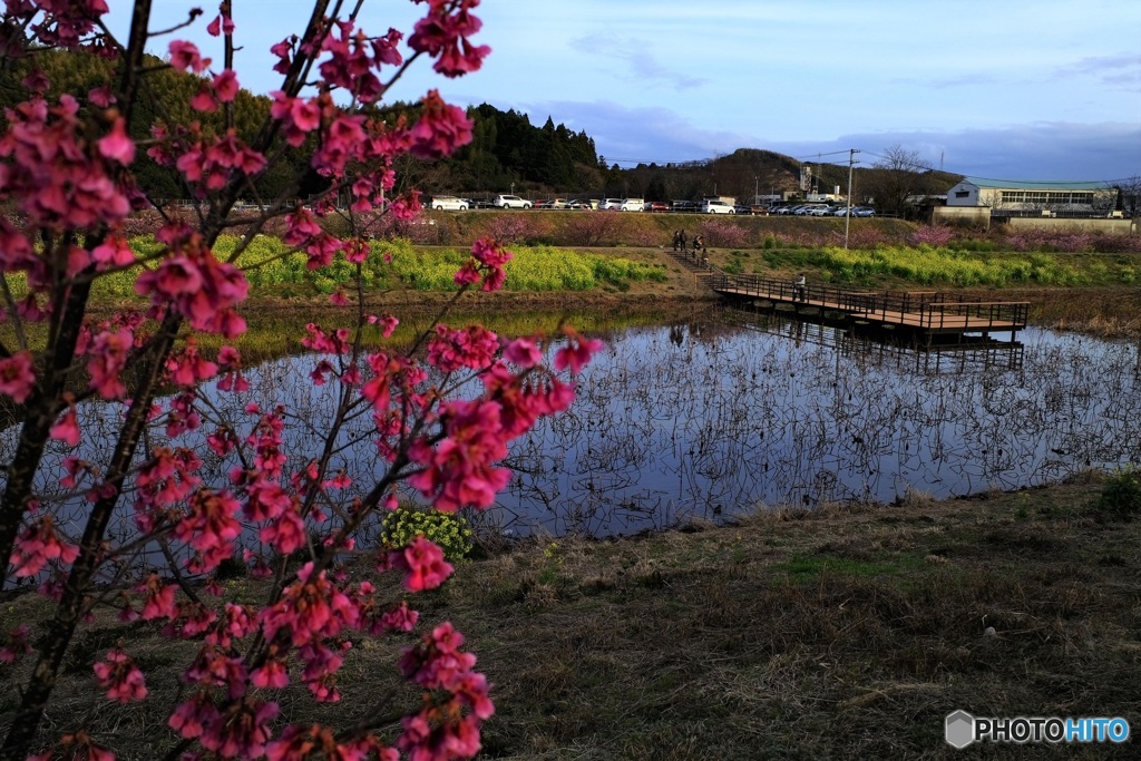 花が咲いた