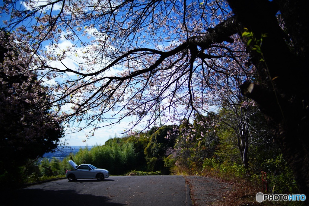 秋の花見　ヒマラヤ桜　2
