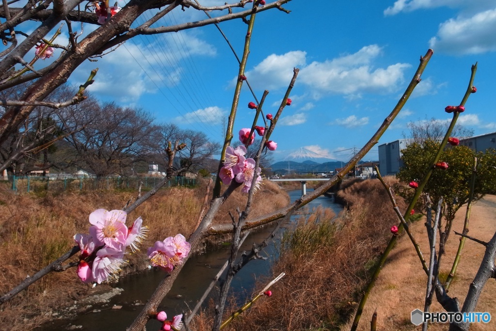 梅と富士山