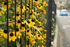 黄色の花が沢山