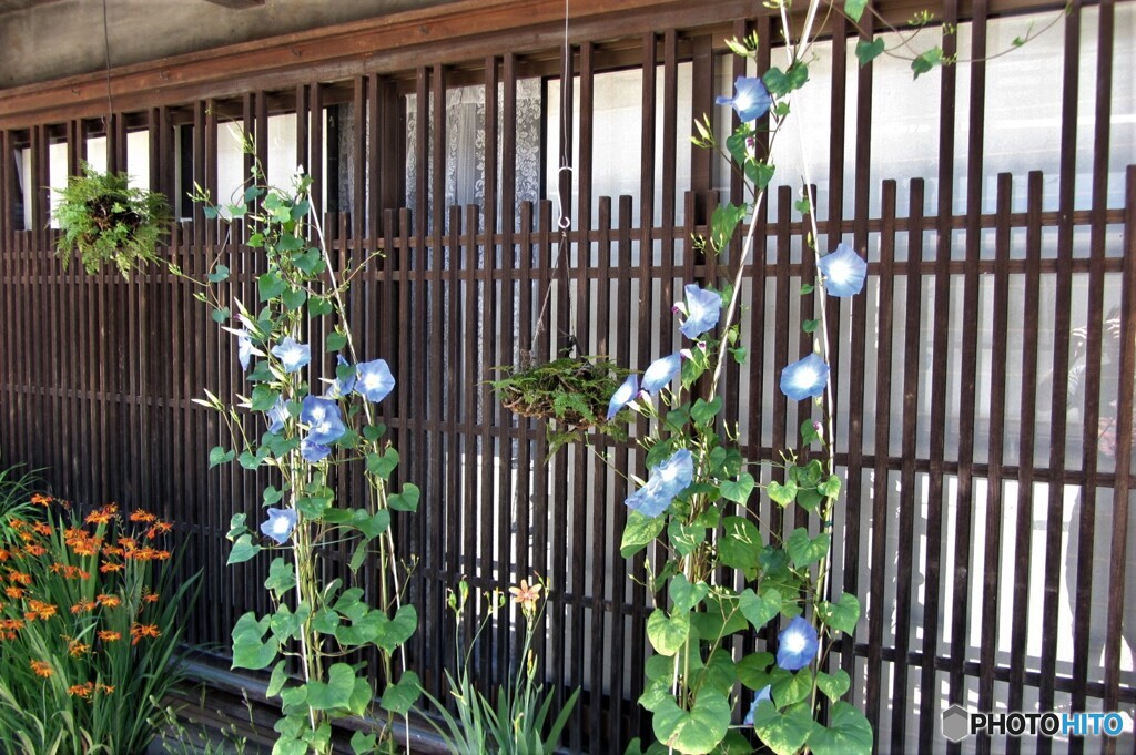 アサガオ　2012奈良井宿
