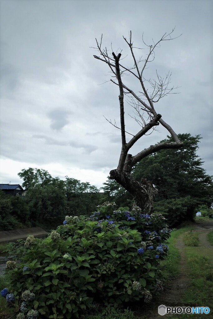 川沿いを散歩