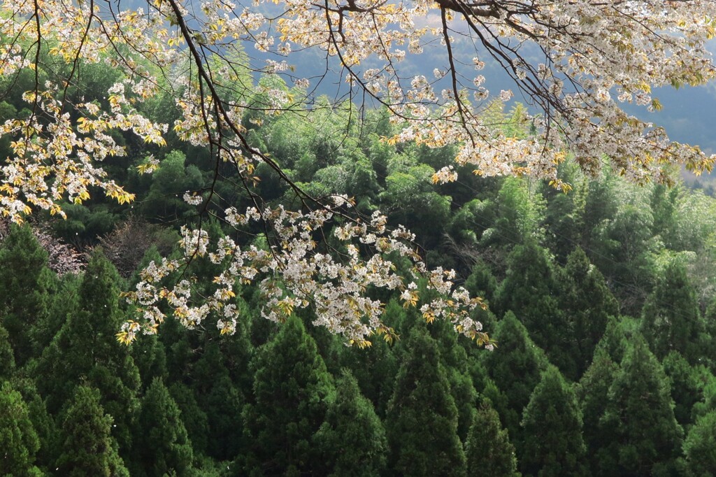 葉桜煌めく