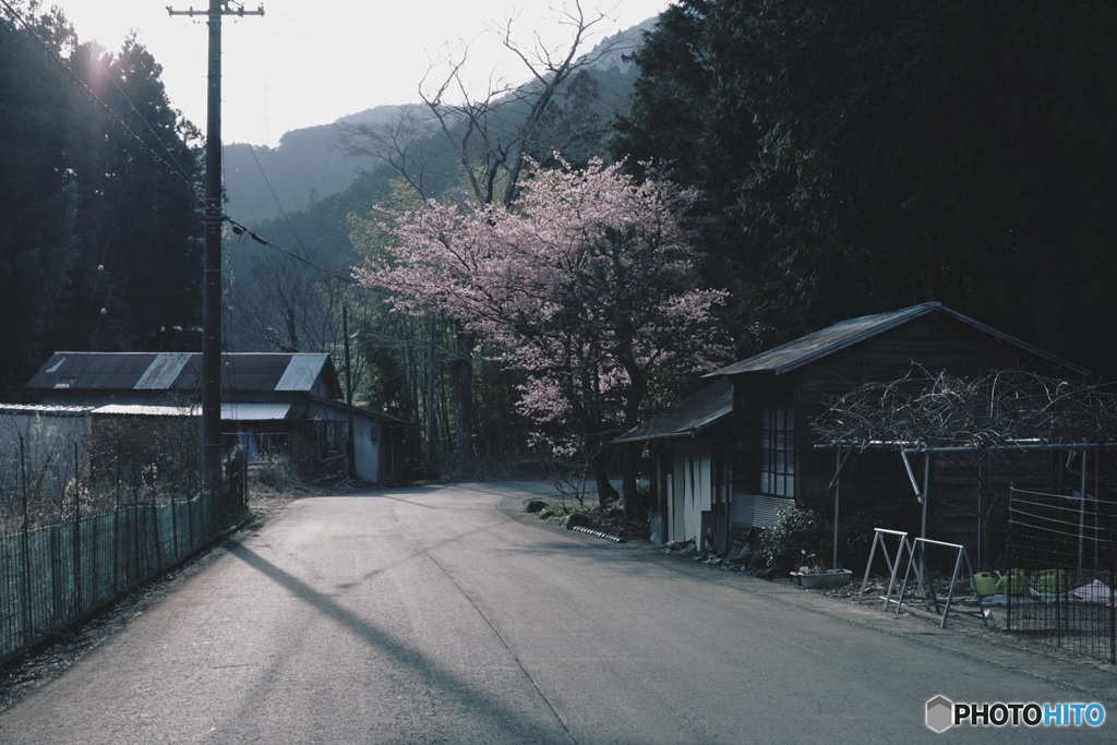 里山の桜 3　E-P7