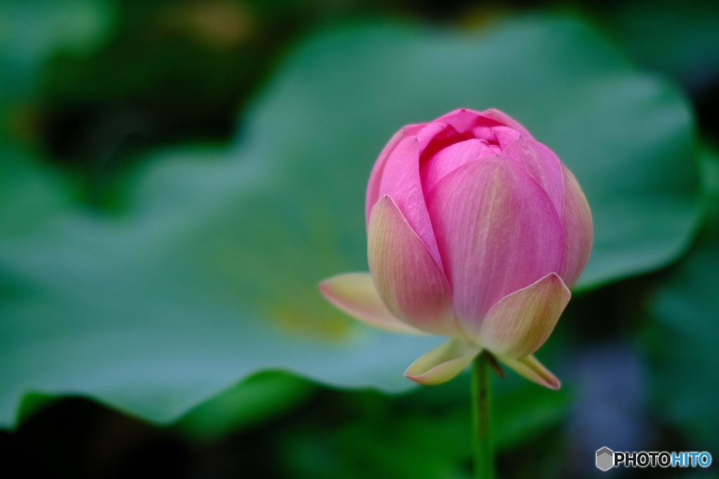 蓮の花